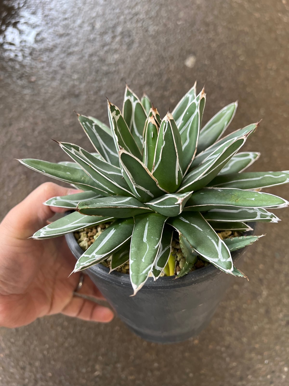 アガベ 親株出品 レア品種 ビクトリア レジーナ ジャイアント 笹の雪