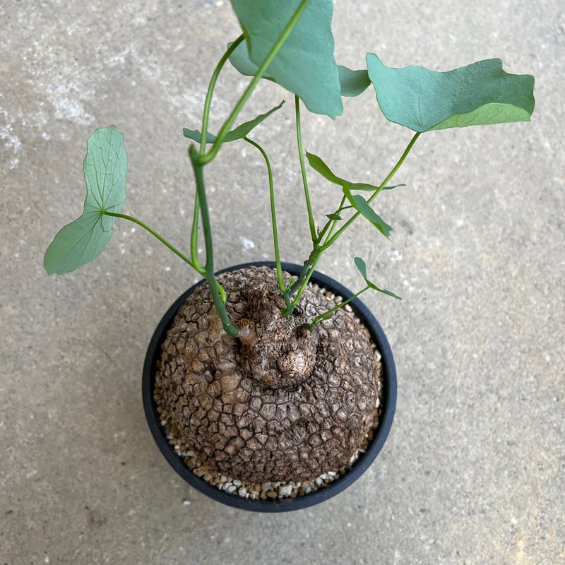 ステファニア スベローサ ステファニア：スベローサ 3.5号鉢植え* の通販 | 園芸ネット