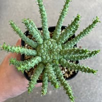 モンソニア ムルチフィダ | STELLA.PLANTS モンソニア ムルチフィダ | STELLA.PLANTS