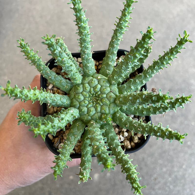 ユーフォルビア　ゴルゴニス　発根済み ユーフォルビア ゴルゴニス ユーフォルビア ゴルゴニス 発根済み