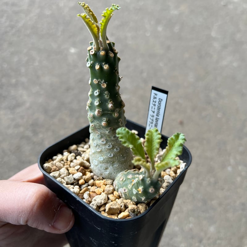 ドルステニア ラブラニー綴化 | STELLA.PLANTS