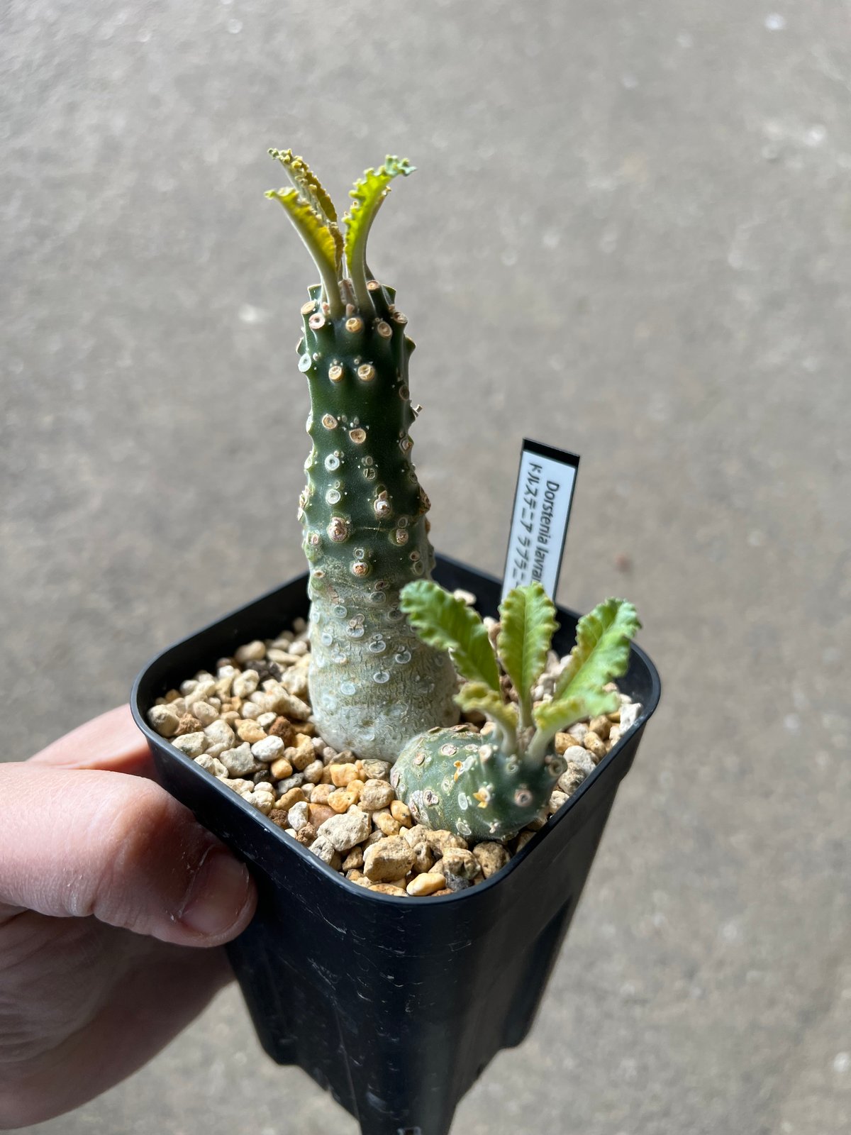 ドルステニア ラブラニー綴化 | STELLA.PLANTS