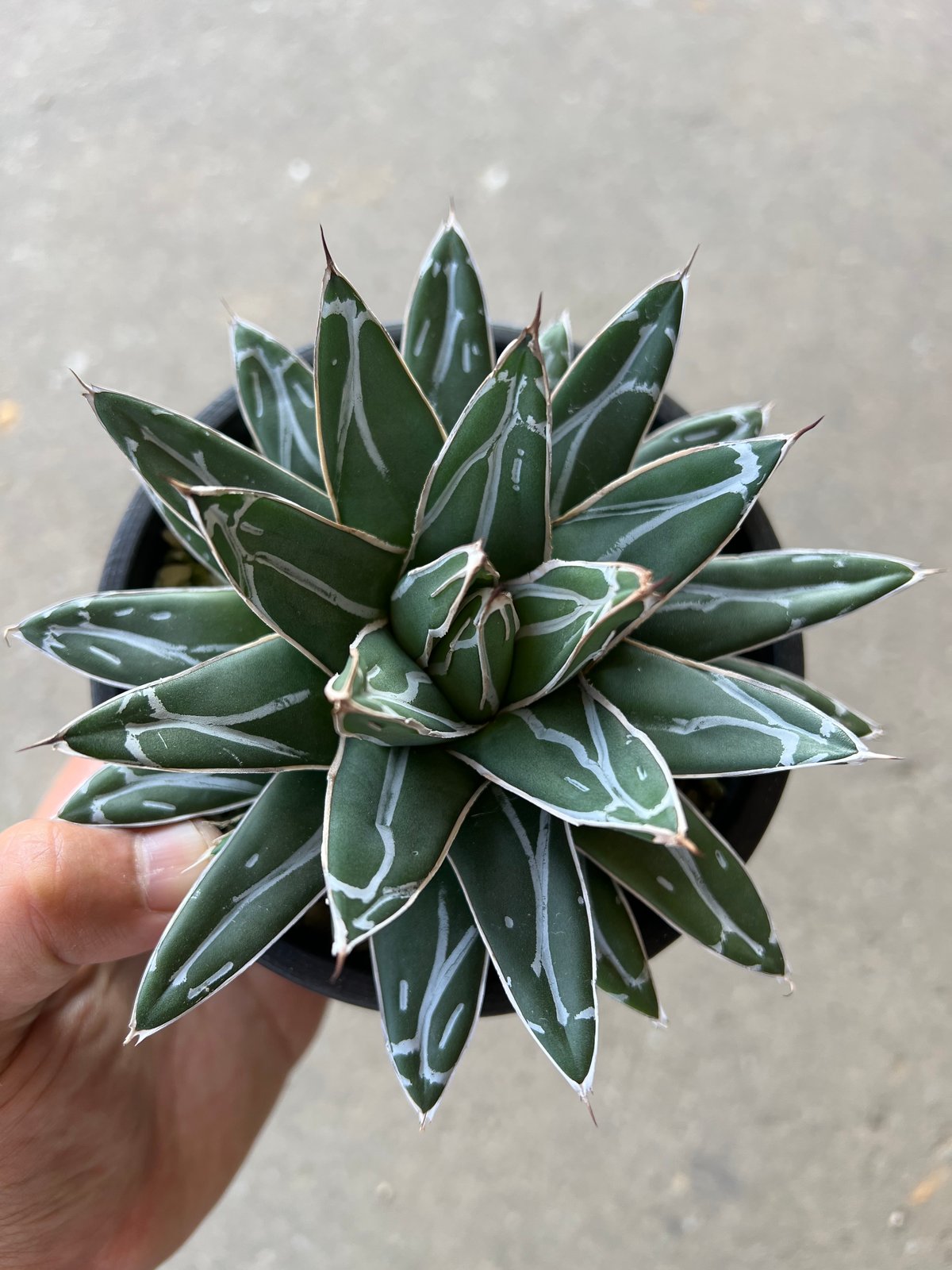 アガベ　ビクトリアレジーナ　送料無料 アガベ ビクトリアレジーナ 笹の雪 | STELLA.PLANTS