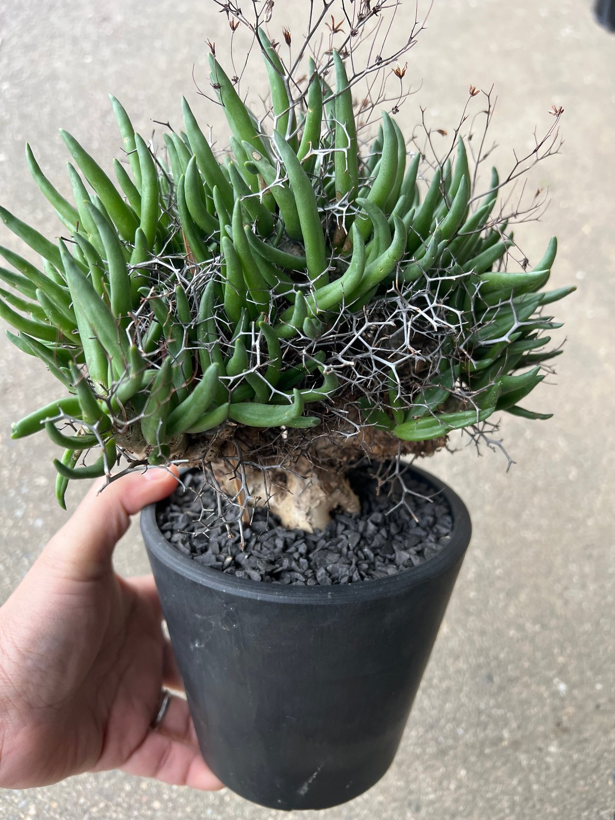 チレコドン レティキュラータス 万物想 | STELLA.PLANTS