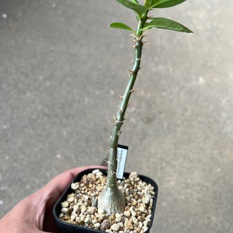 パキポディウムセット2 カクチ デンシ サキュレンタム ロスラツム エブレネウム パキポディウム エブルネウム×デンシフローラム② | hanayoshi