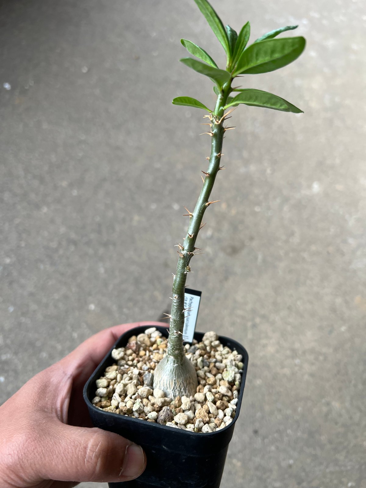 パキポディウム サキュレンタム2 | STELLA.PLANTS