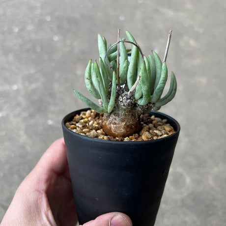 チレコドンペアルソニー | STORES