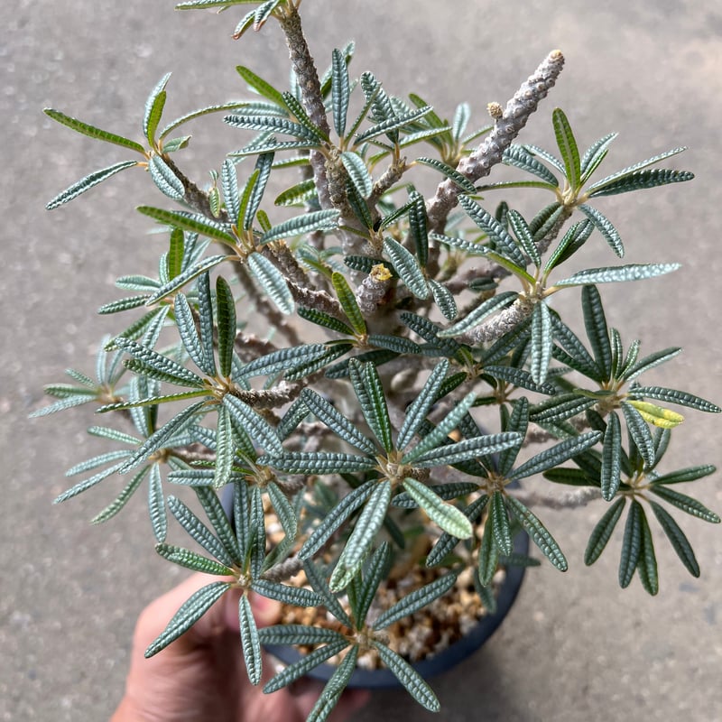 larsson-gekkabijinn枠 ギガスブラータ larsson-gekkabijinn枠