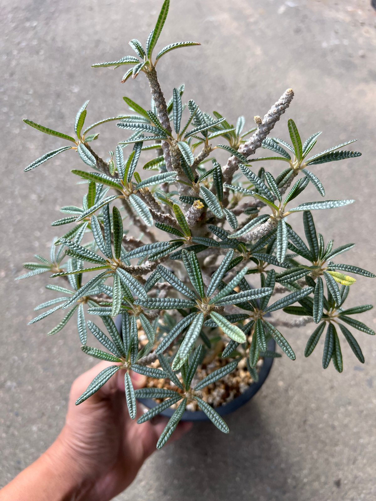 ドルステニア ギガス ブラータ | STELLA.PLANTS