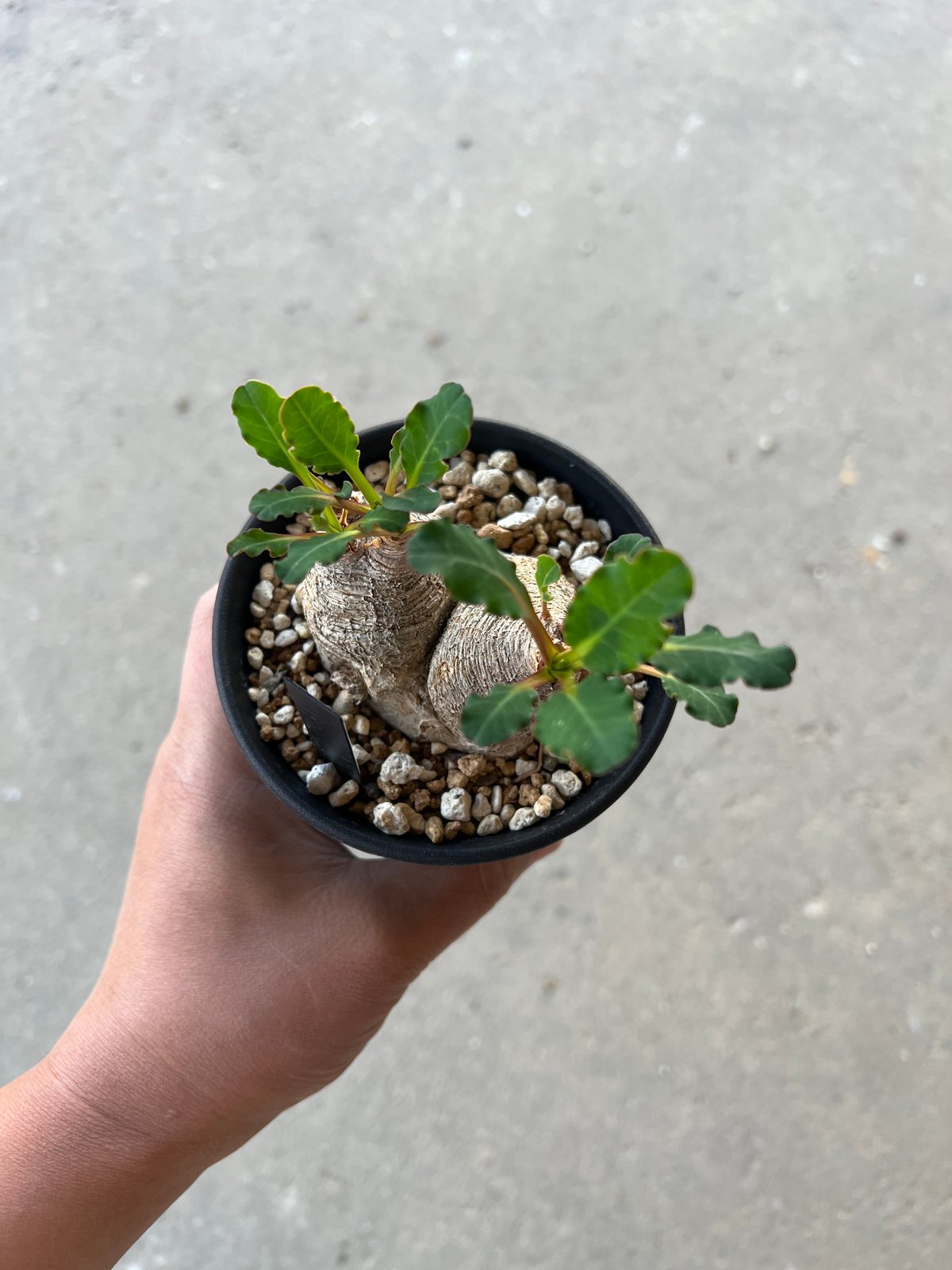 現地球 発根済 多頭ユーフォルビアスパンリンギー ユーフォルビア スパンリンギー | STELLA.PLANTS