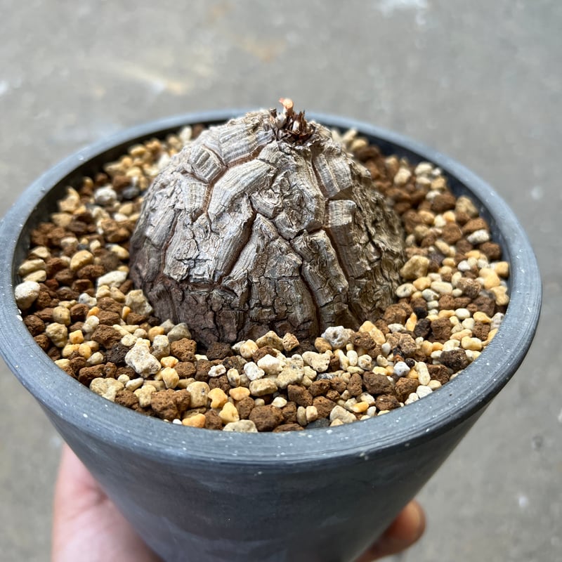 アフリカ亀甲竜 5寸2 | STELLA.PLANTS アフリカ亀甲竜 5寸2 | STELLA.PLANTS