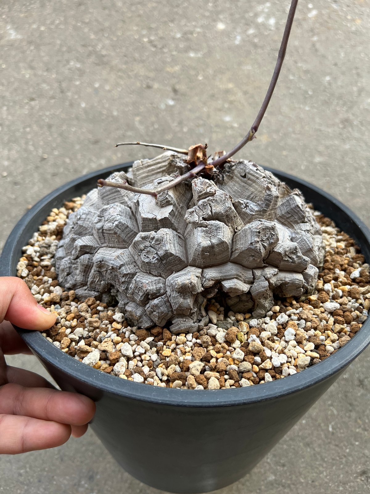 アフリカ亀甲竜 7寸2 | STELLA.PLANTS アフリカ亀甲竜 7寸2 | STELLA.PLANTS