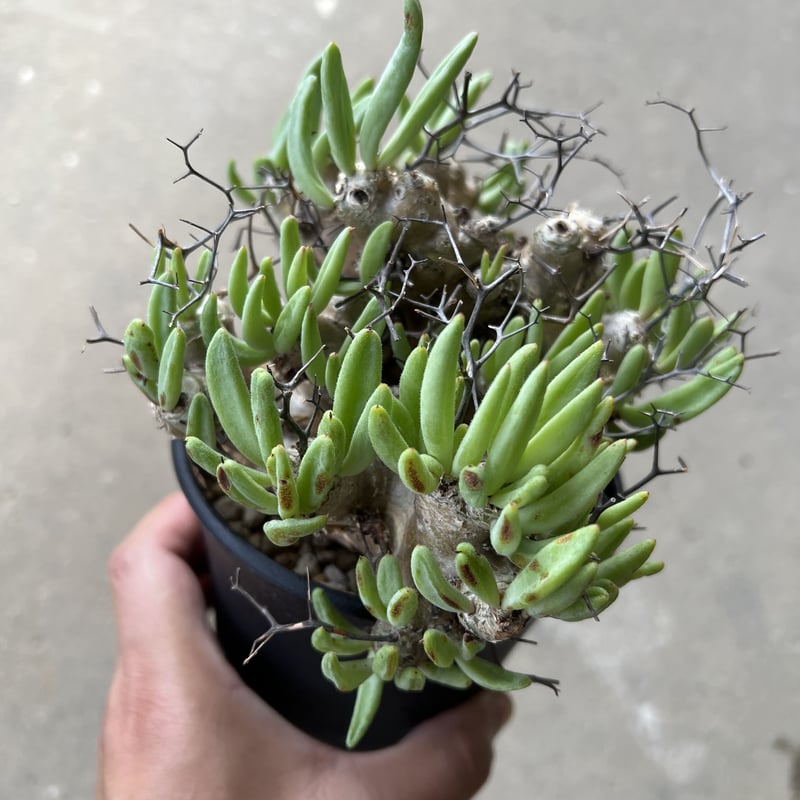 チレコドン レティキュラーツス 万物想 | STELLA.PLANTS チレコドン レティキュラーツス 万物想 | STELLA.PLANTS