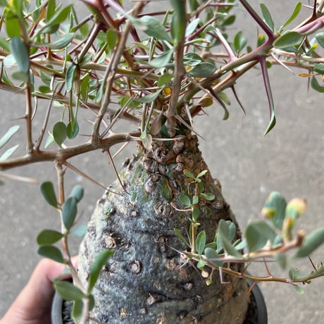 フォークイエリア コルムナリス　観峰玉