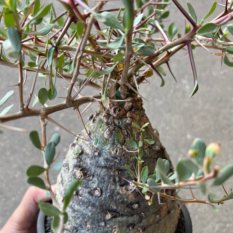 フォークイエリア コルムナリス 観峰玉 | STELLA.PLANTS