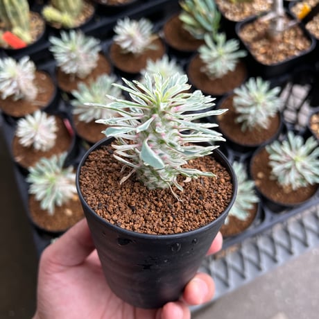 CATEGORY ユーフォルビア | STELLA.PLANTS CATEGORY ユーフォルビア | STELLA.PLANTS