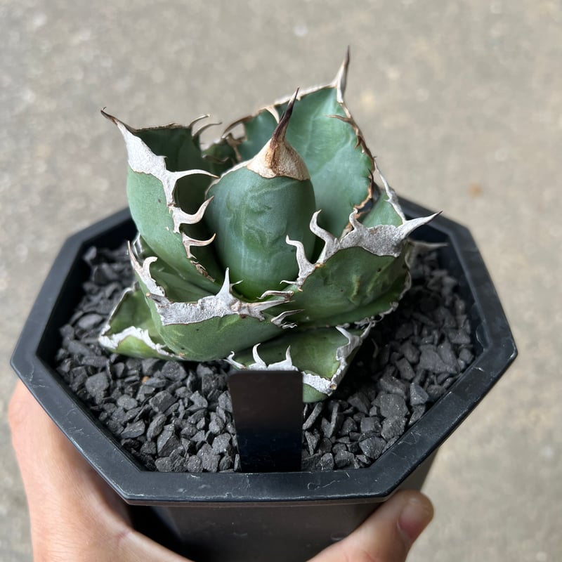 アガベ SAD アガベ SAD（南アフリカダイヤモンド） | STELLA.PLANTS