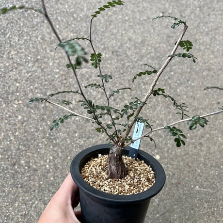 オペルクリカリアデカリー | STORES