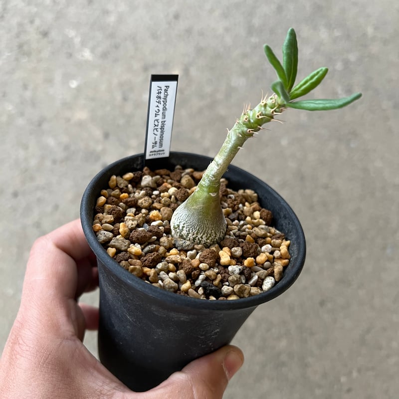 パキポディウム ビスピノーサム | STELLA.PLANTS
