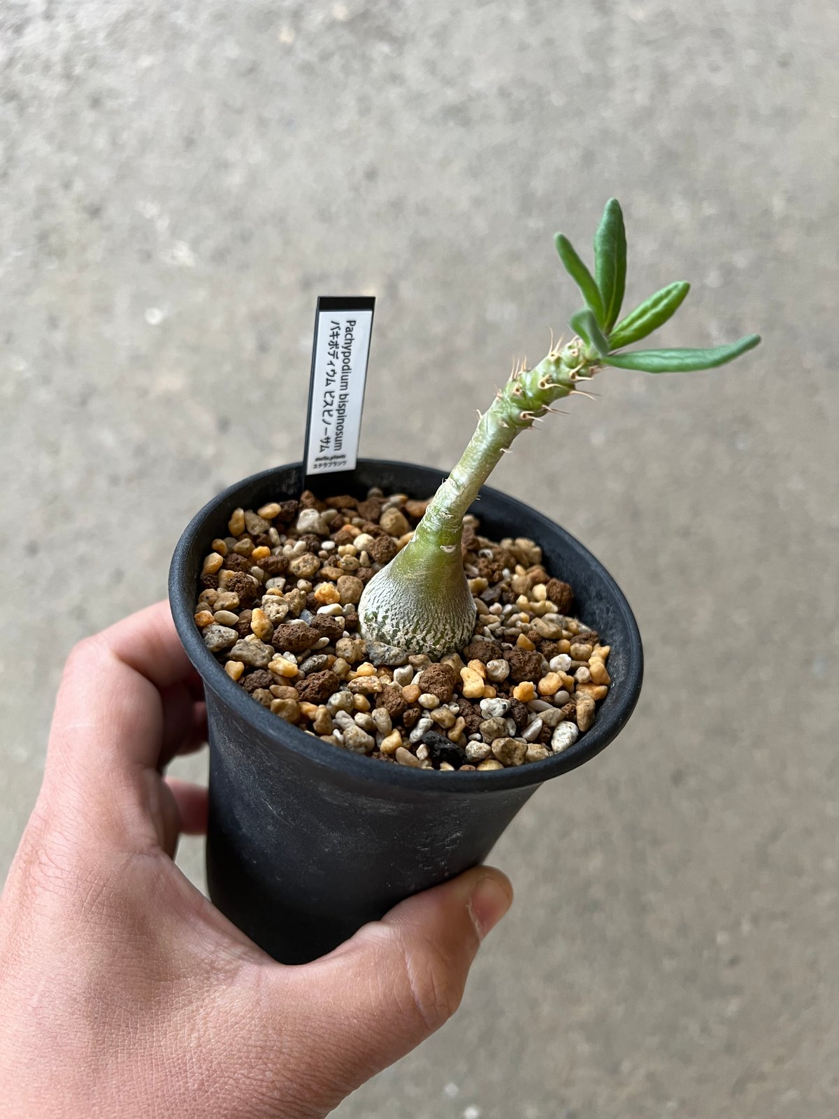 パキポディウム ビスピノーサム | STELLA.PLANTS