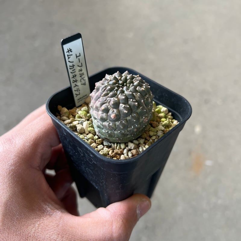 ユーフォルビア ギムノカリキオイデス2 | STELLA.PLANTS