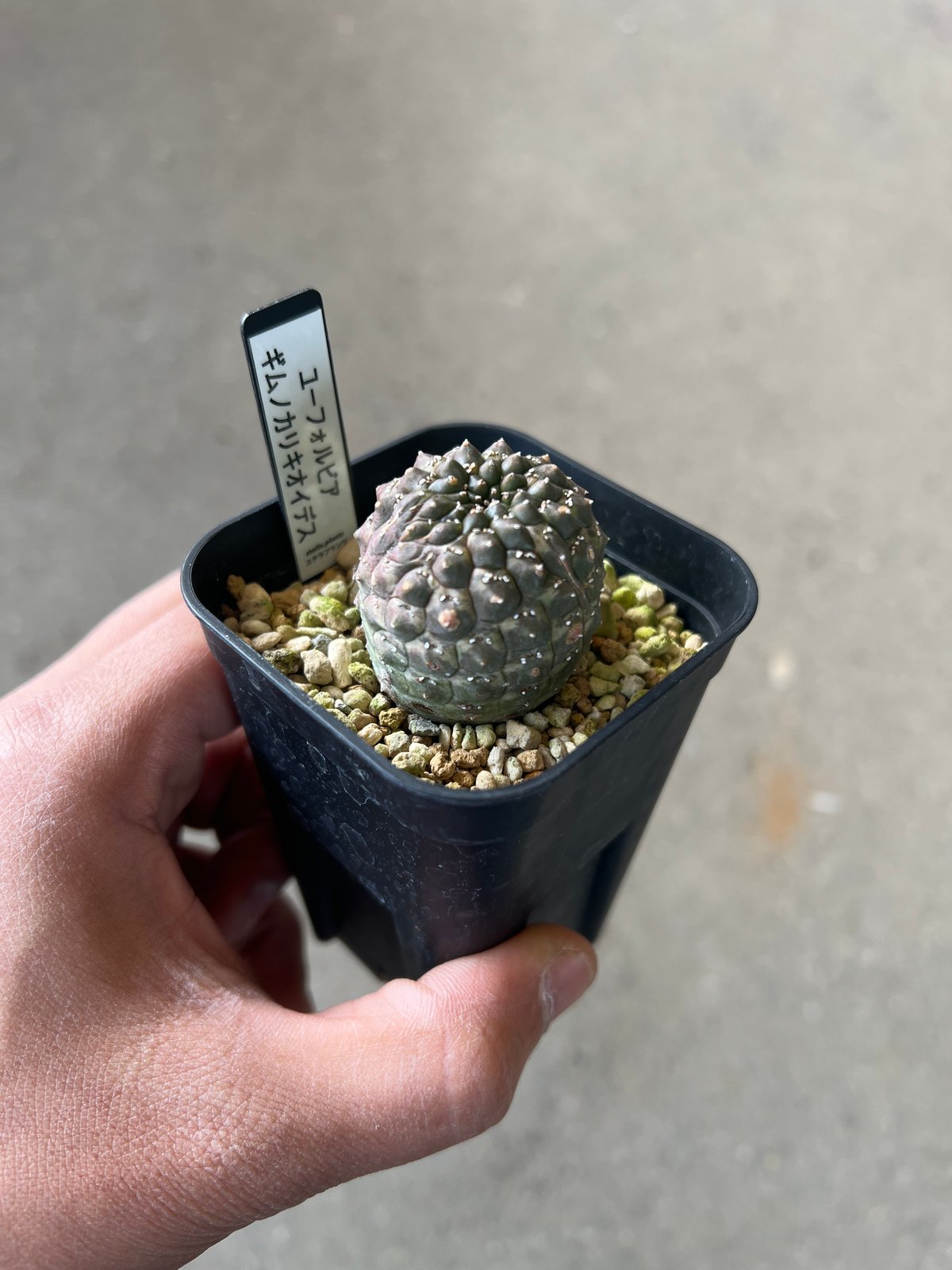 ユーフォルビア ギムノカリキオイデス2 | STELLA.PLANTS
