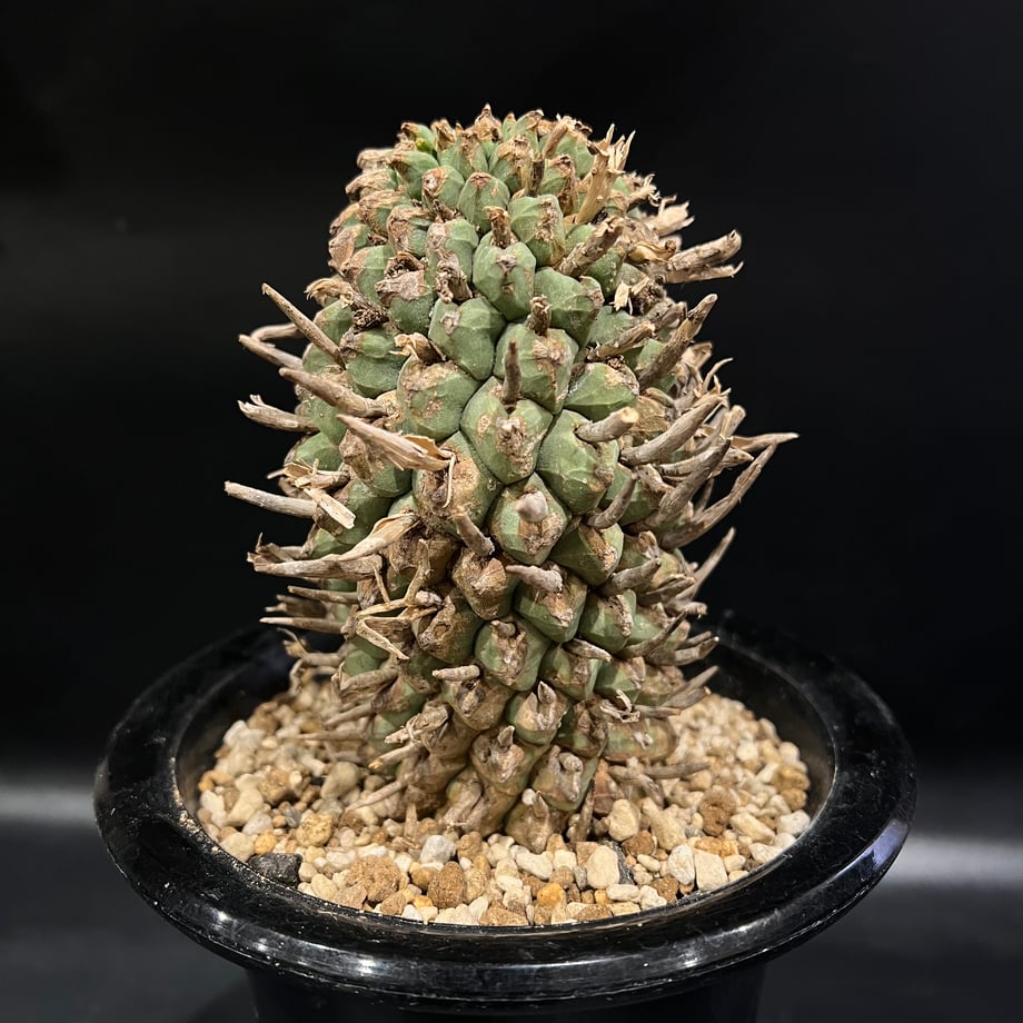 675a97f6ff050403b9fb91dc