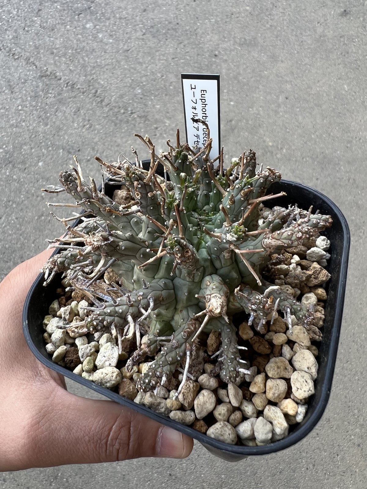 ユーフォルビア デセプタ | STELLA.PLANTS ユーフォルビア デセプタ | STELLA.PLANTS