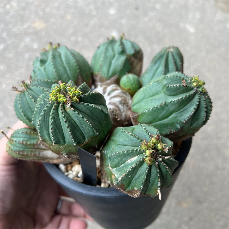 ユーフォルビアオベサ梵天 ユーフォルビア オベサ梵天2 | STELLA.PLANTS