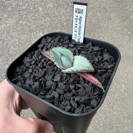 Agave titanota 'Creep'5