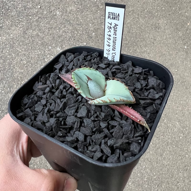 Agave titanota 'Creep'5 | STELLA.PLANTS