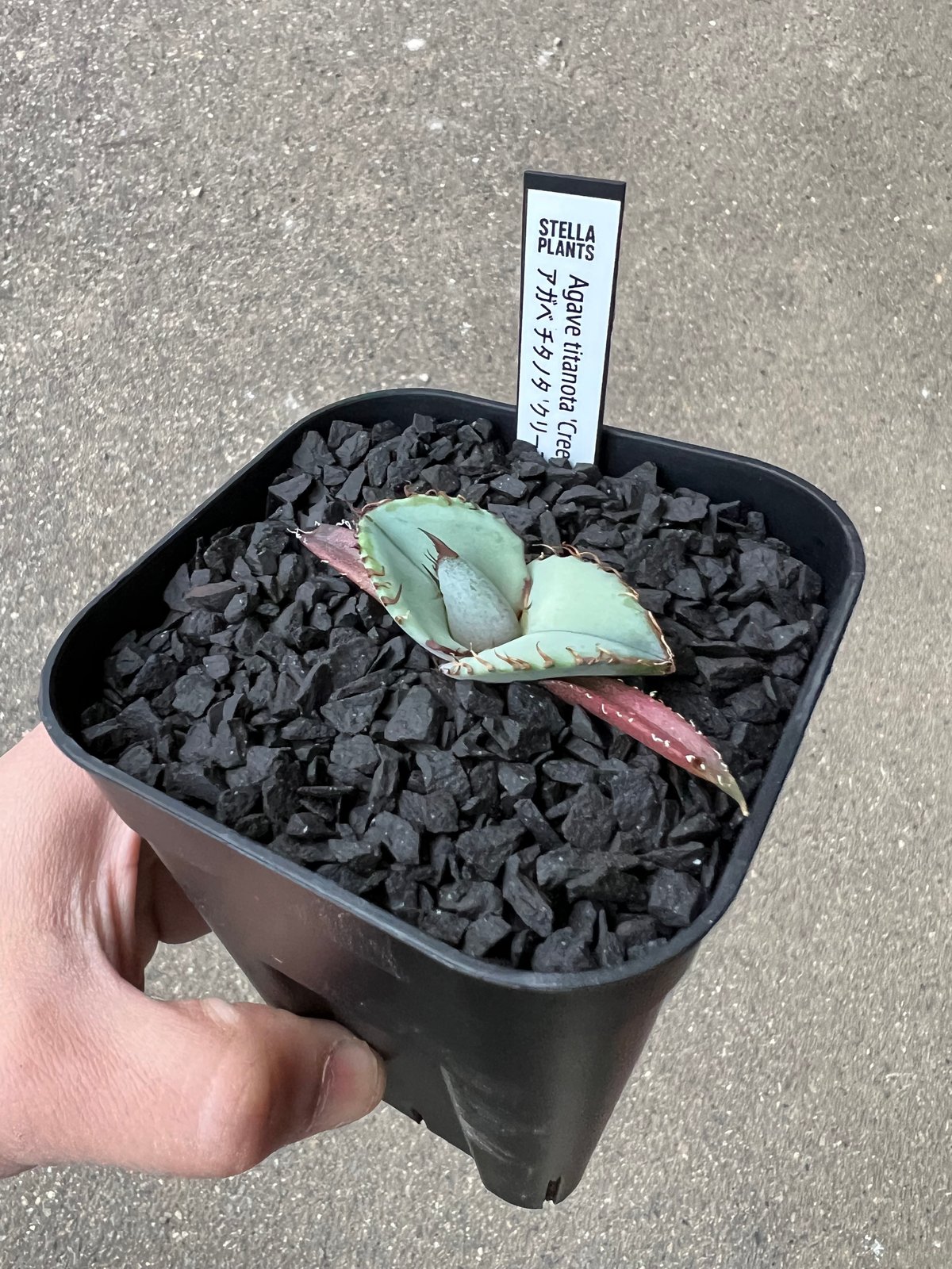 Agave titanota 'Creep'5 | STELLA.PLANTS