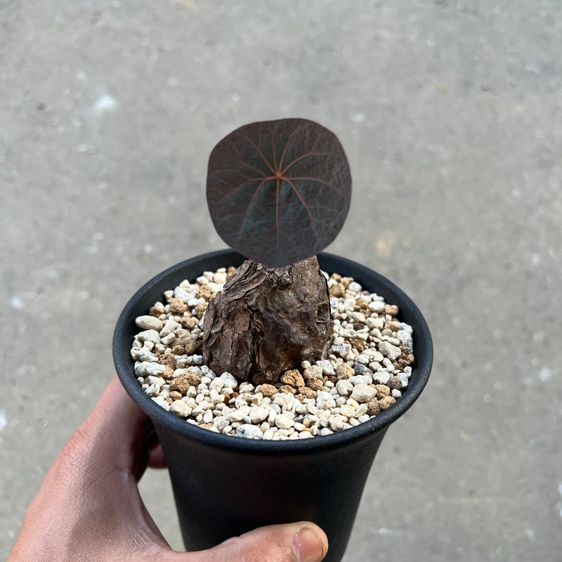 ステファニアカウィーサキー ステファニア カウィーサキー | STELLA.PLANTS