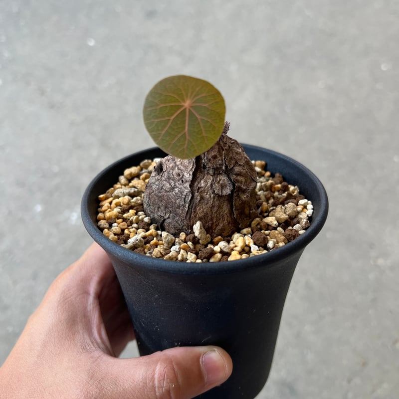 ステファニア カウィーサキー | STELLA.PLANTS