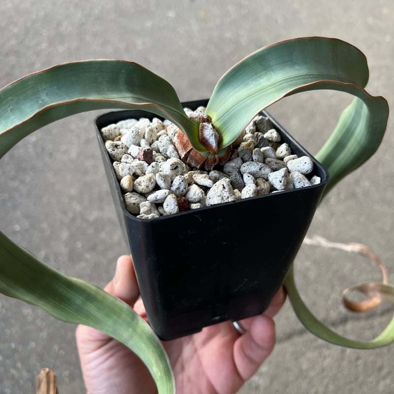 ウェルウィッチア・ミラビリス 2 (多肉植物・サボテン・塊根・奇想天外) 奇想天外 ウェルウィッチア・ミラビリス 超大株の入荷です