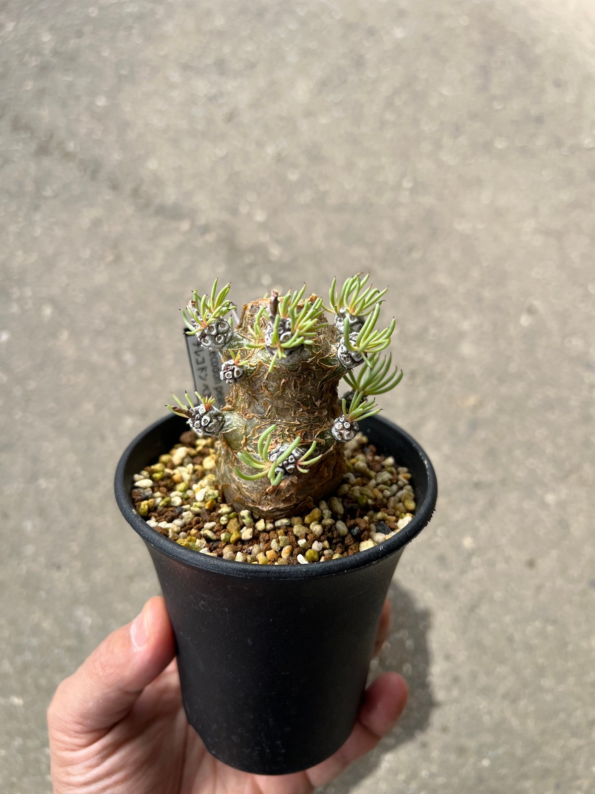 チレコドン　ペアルソニー　鉢ごと チレコドン ペアルソニー1 | STELLA.PLANTS