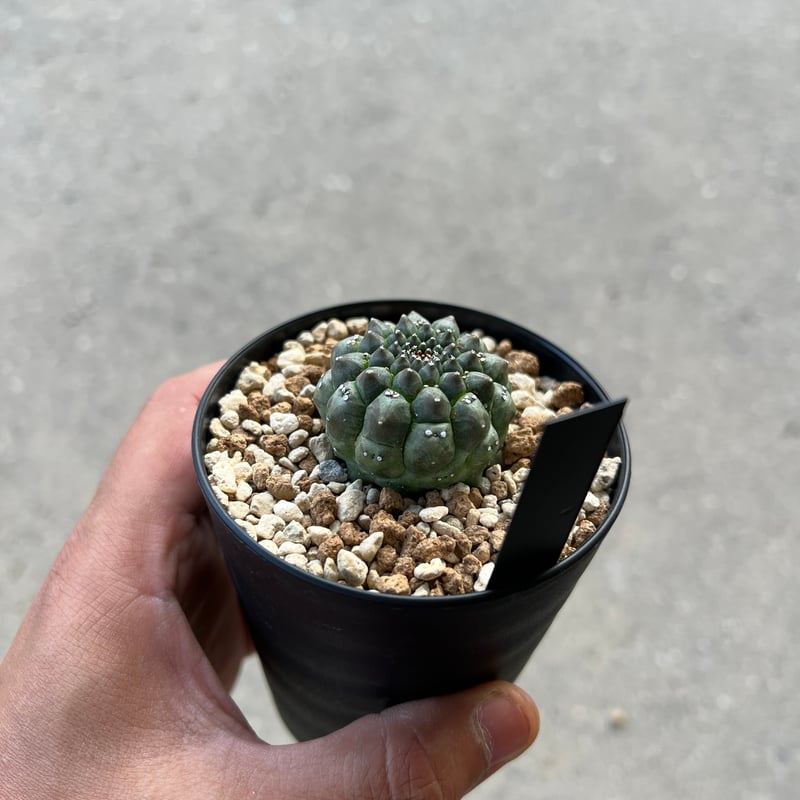 大株 ユーフォルビア ギムノカリキオイデス 6年管理 isla del pescado - Euphorbia gymnocalycioides-ユーフォルビア