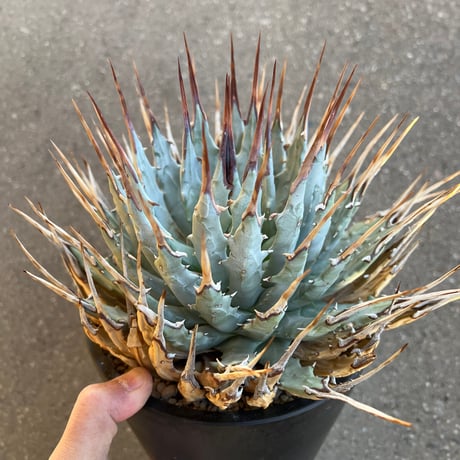 CATEGORY アガベ | STELLA.PLANTS