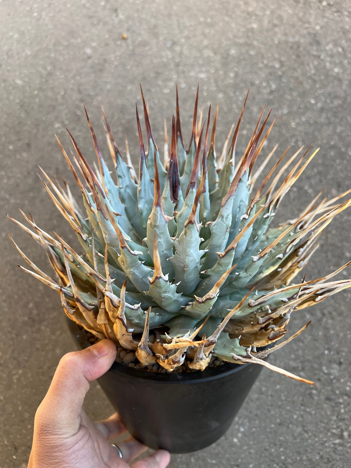 植物野郎アガベ　ユタエンシス　エボリスピナ①　6鉢セット　メルカリ便発送 ユタエンシス エボリスピナ 6寸鉢 | STELLA.PLANTS