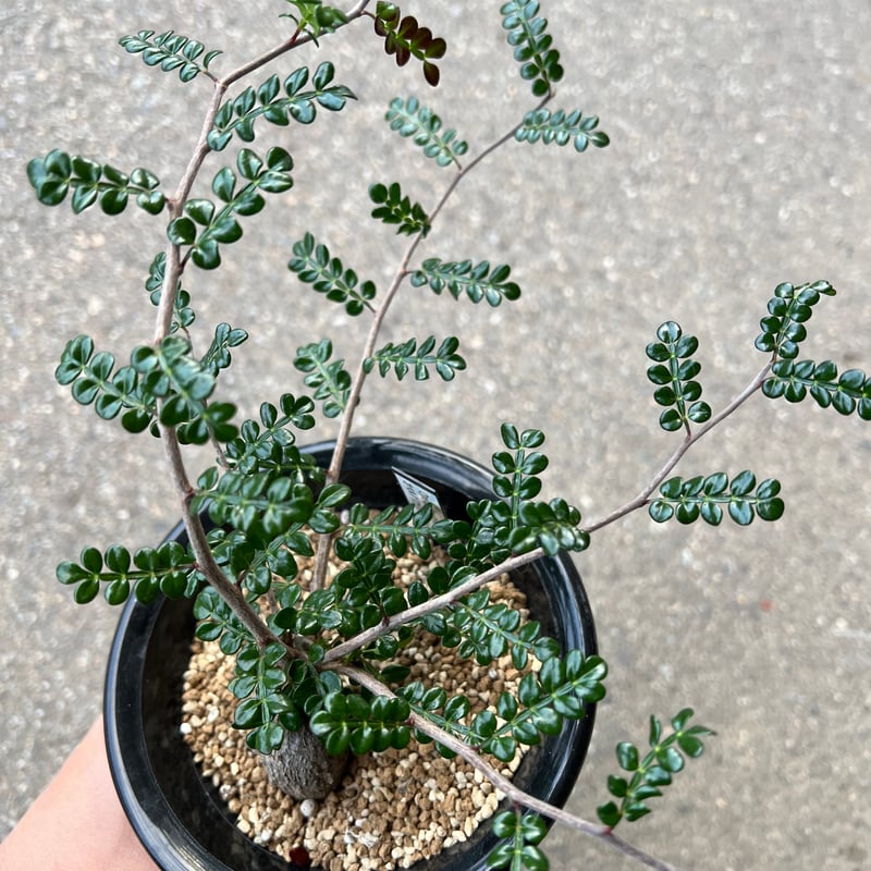 オペルクリカリア デカリー4 | STELLA.PLANTS