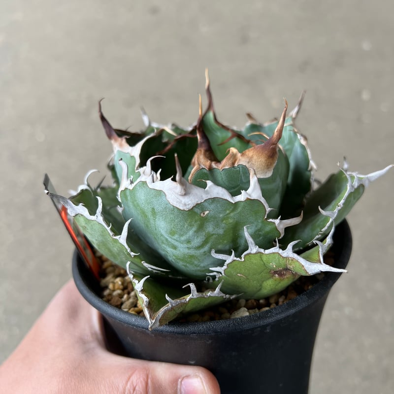 アガベ 白鯨1 | STELLA.PLANTS