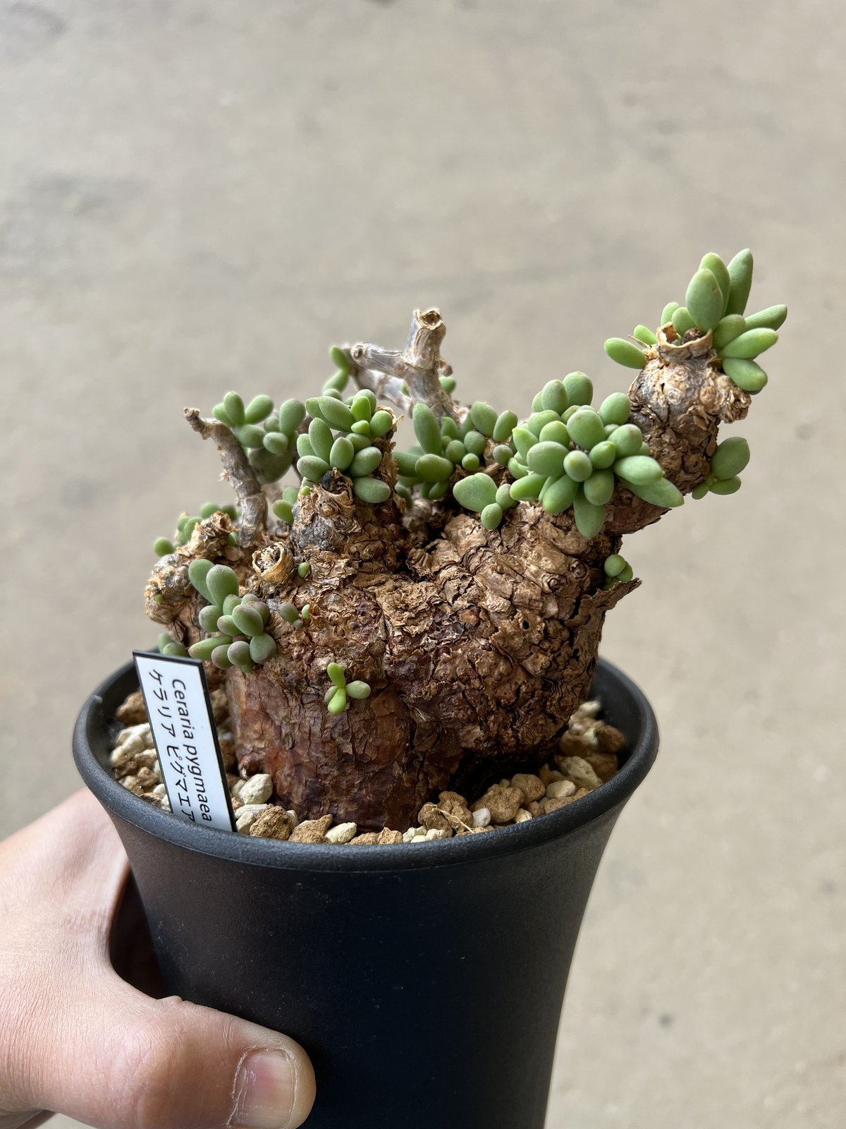 ケラリア ピグマエア | STELLA.PLANTS ケラリア ピグマエア | STELLA.PLANTS
