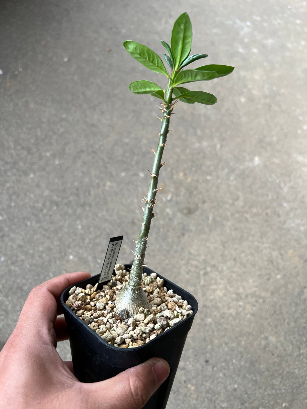 パキポディウムセット2 カクチ デンシ サキュレンタム ロスラツム エブレネウム パキポジウム サキュレンタム 2.5号｜観葉10-TU | 観葉・多肉