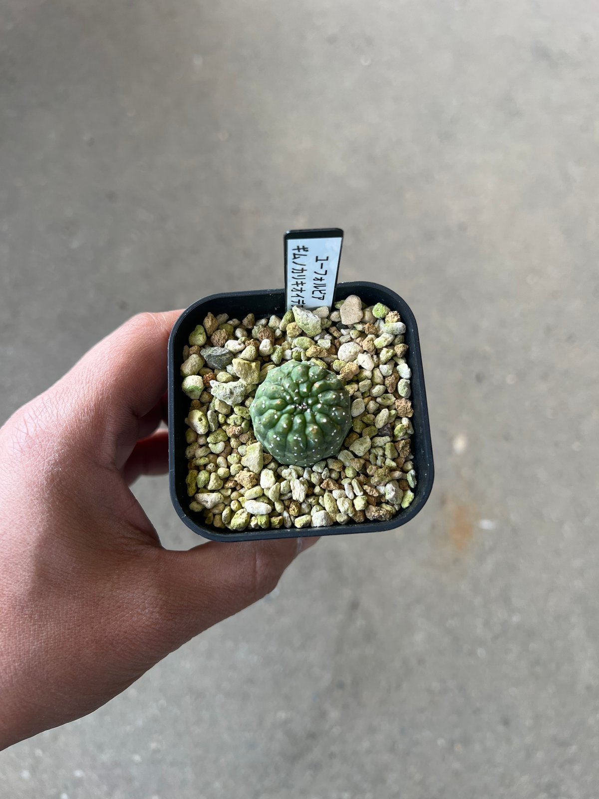 ユーフォルビアギムノカリオイデス　3株セット ユーフォルビア ギムノカリキオイデス3 | STELLA.PLANTS