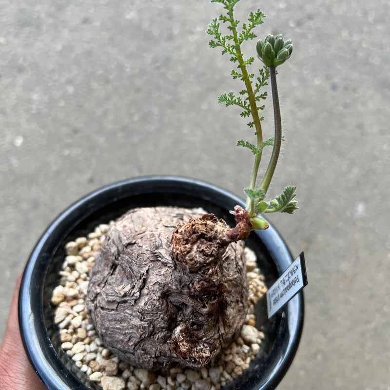 ペラルゴニウム トリステ 現地株 発根済み 【公式通販】