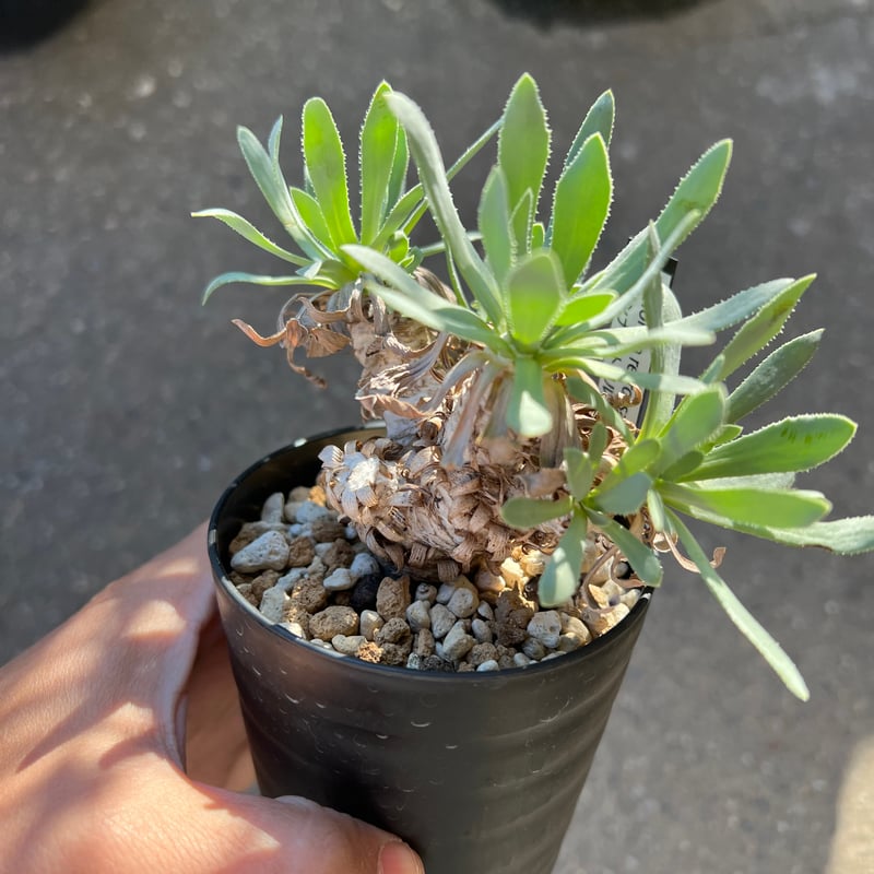 オトンナ　レトロルサ オトンナ レトロルサ1 | STELLA.PLANTS