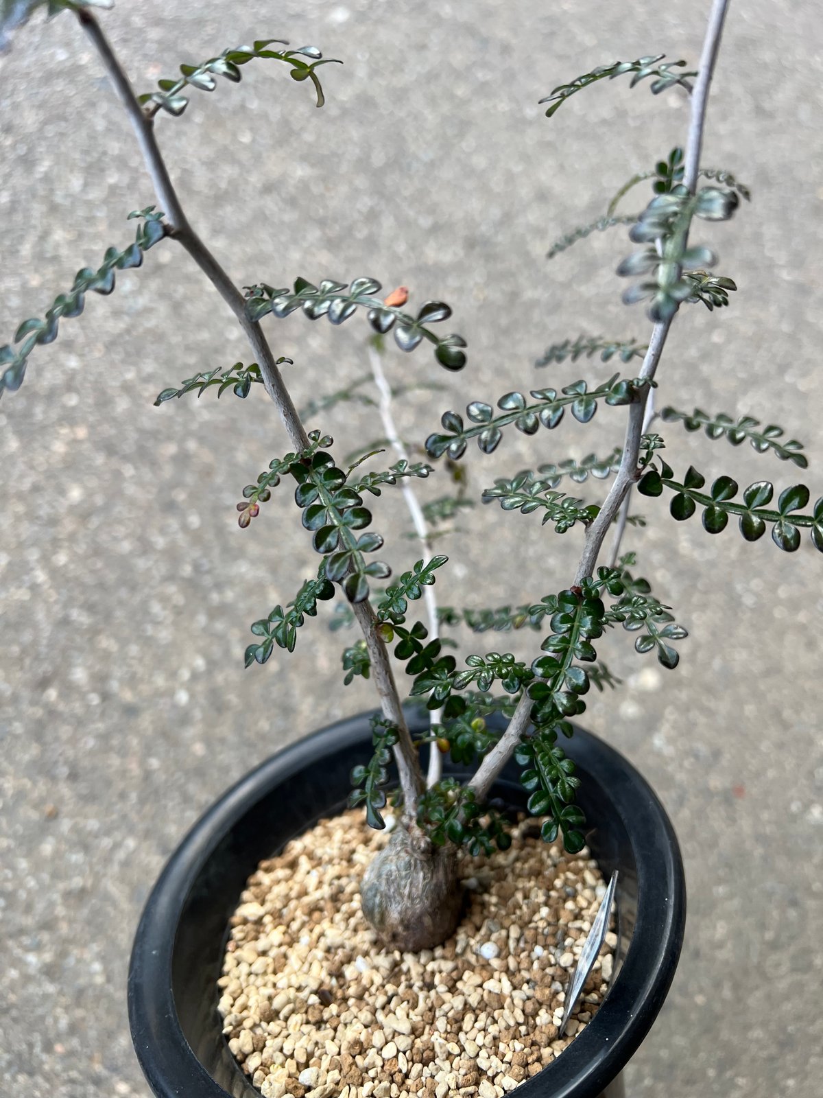 L*O様 オペルクリカリア オペルクリカリア デカリー6 | STELLA.PLANTS