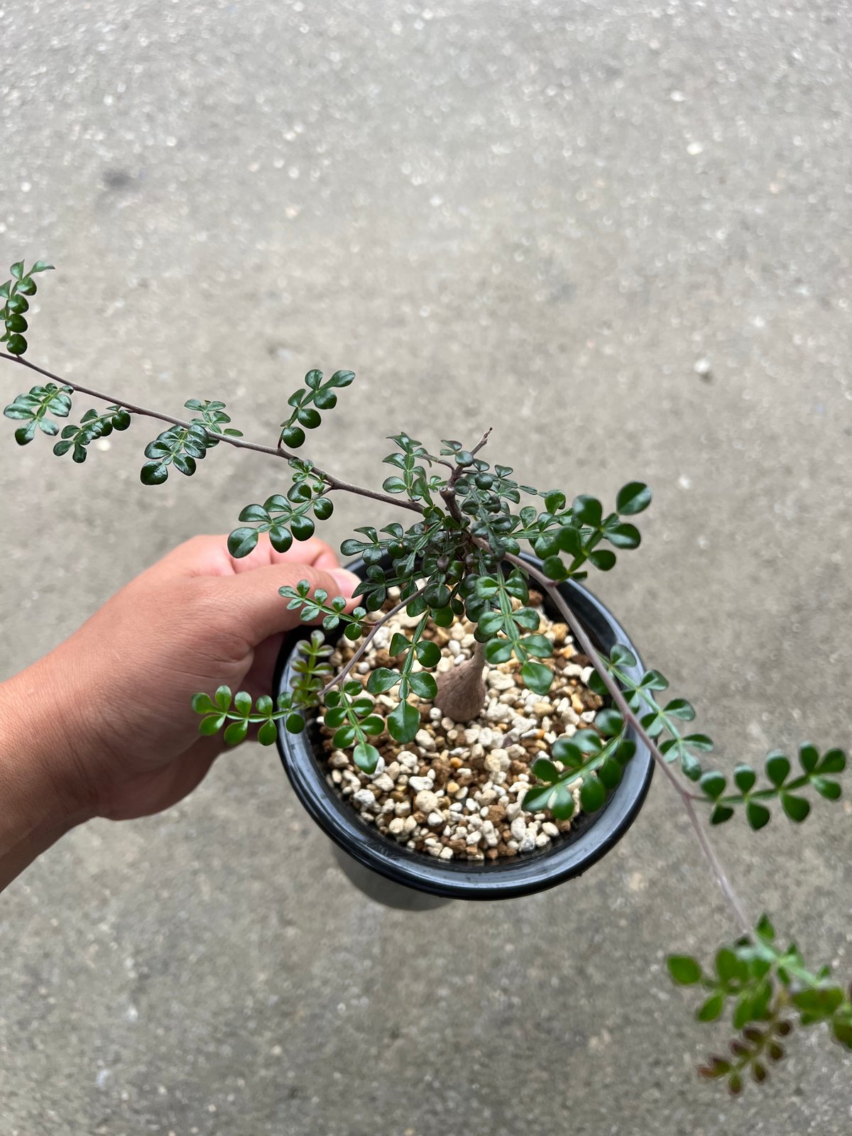 オペルクリカリア デカリー | STELLA.PLANTS オペルクリカリア デカリー | STELLA.PLANTS