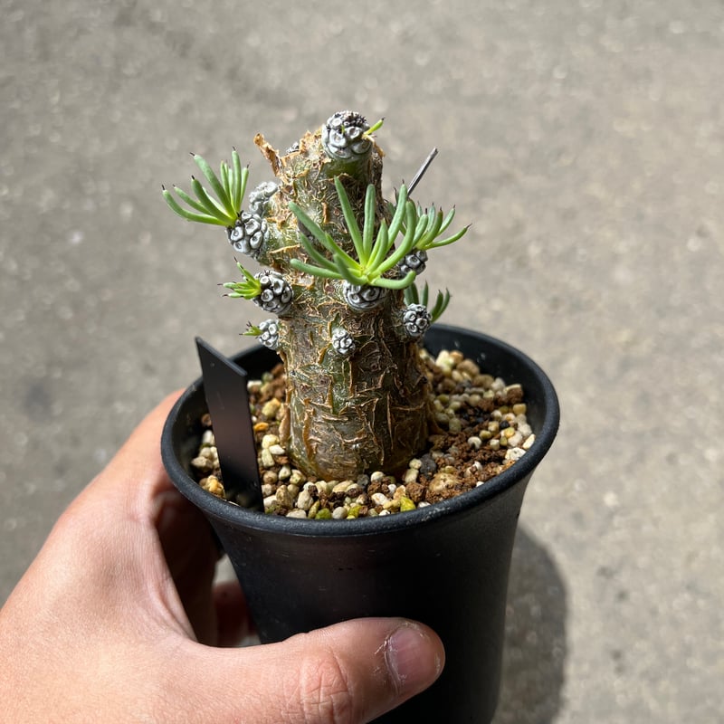 【現地球／バチバチ発根済】チレコドン　ペアルソニー　ODDROOTS管理株 現地球／バチバチ発根済】チレコドン ペアルソニー ODDROOTS管理株