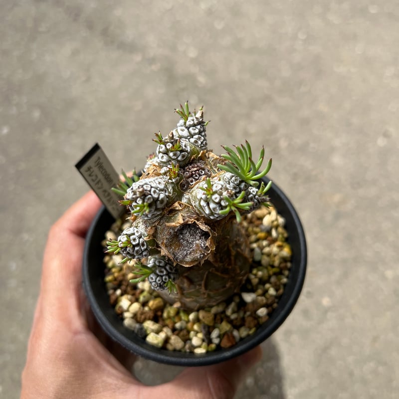 チレコドン ペアルソニー4 | STELLA.PLANTS